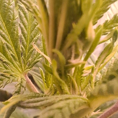 OG Kush (Stecklinge) growlog timeline photo