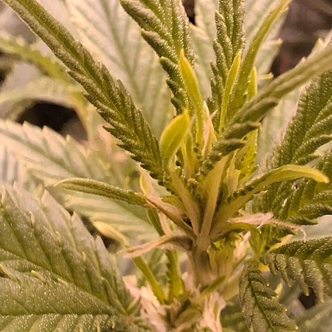 OG Kush (Stecklinge) growlog timeline photo