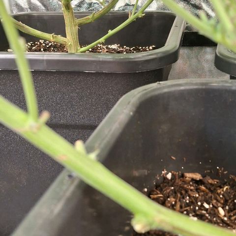 OG Kush (Stecklinge) growlog timeline photo