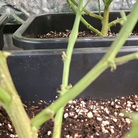 OG Kush (Stecklinge) growlog timeline photo
