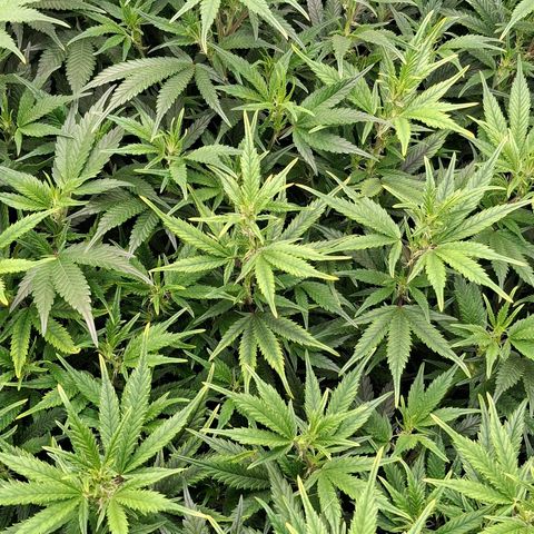OG Kush (Stecklinge) growlog timeline photo