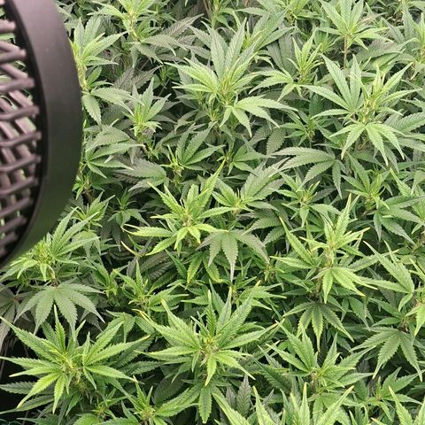 OG Kush (Stecklinge) growlog timeline photo