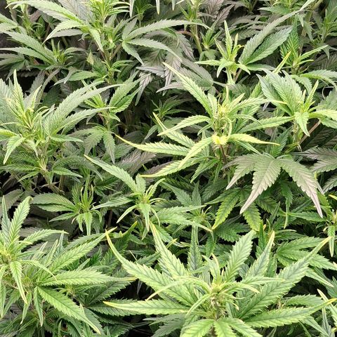 OG Kush (Stecklinge) growlog timeline photo