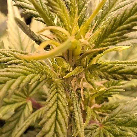 OG Kush (Stecklinge) growlog timeline photo
