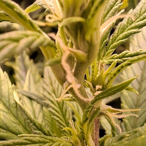 OG Kush (Stecklinge) growlog timeline photo
