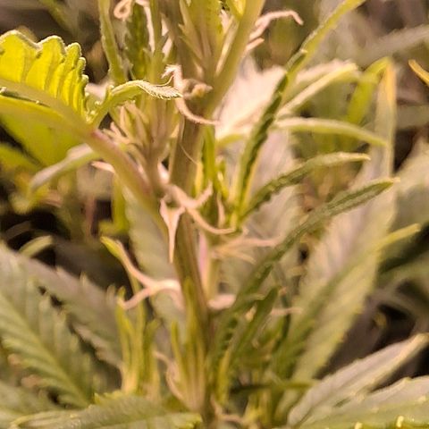 OG Kush (Stecklinge) growlog timeline photo