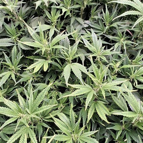 OG Kush (Stecklinge) growlog timeline photo