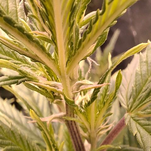 OG Kush (Stecklinge) growlog timeline photo