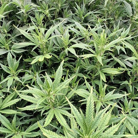 OG Kush (Stecklinge) growlog timeline photo