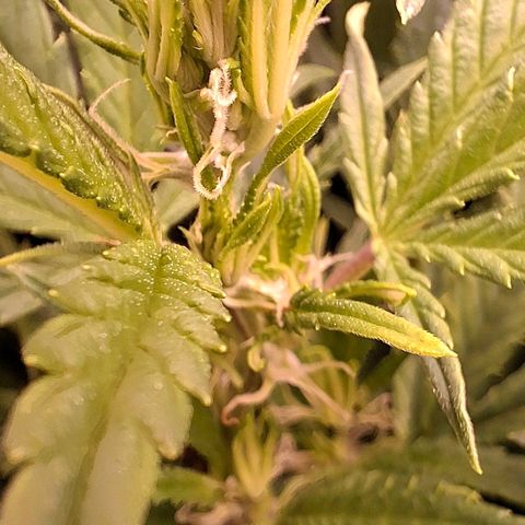 OG Kush (Stecklinge) growlog timeline photo