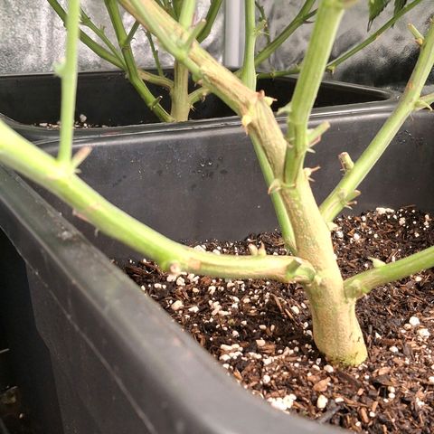 OG Kush (Stecklinge) growlog timeline photo