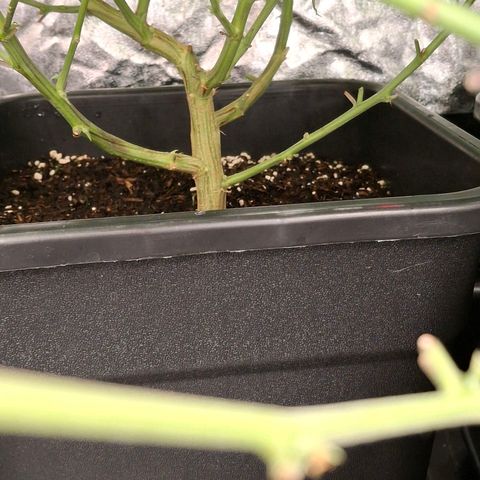 OG Kush (Stecklinge) growlog timeline photo