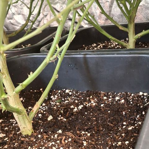 OG Kush (Stecklinge) growlog timeline photo
