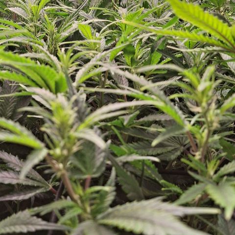OG Kush (Stecklinge) growlog timeline photo