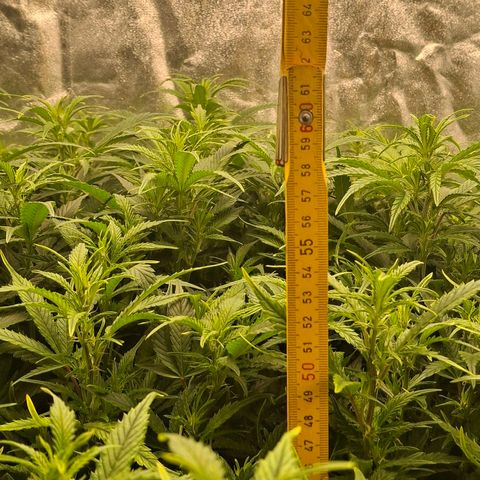 OG Kush (Stecklinge) growlog timeline photo