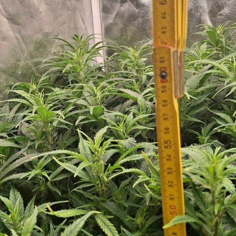 OG Kush (Stecklinge) growlog timeline photo