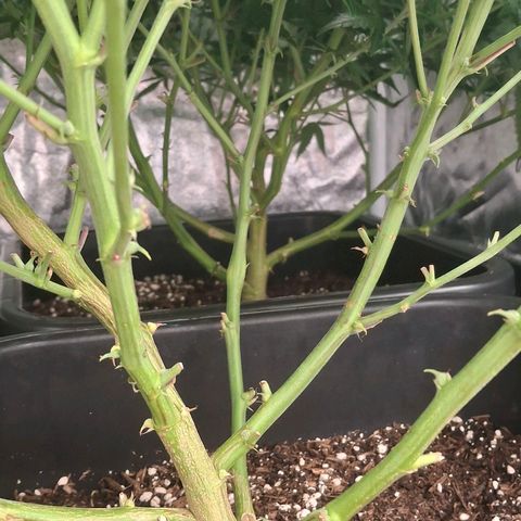 OG Kush (Stecklinge) growlog timeline photo