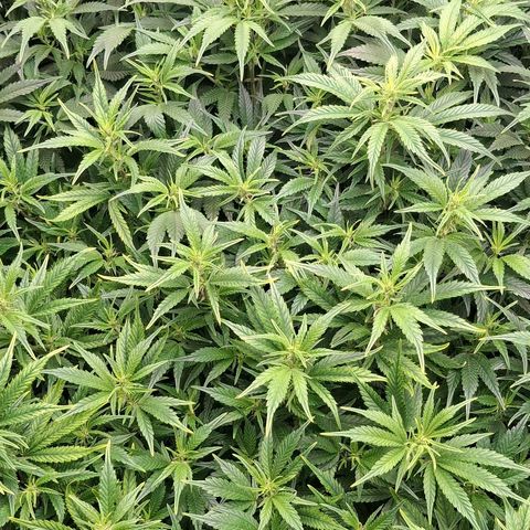 OG Kush (Stecklinge) growlog timeline photo