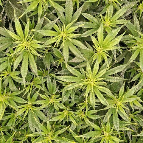 OG Kush (Stecklinge) growlog timeline photo