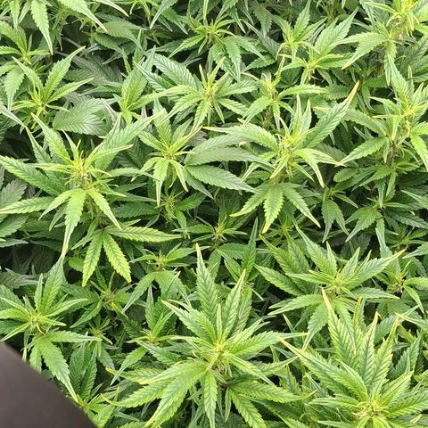OG Kush (Stecklinge) growlog timeline photo
