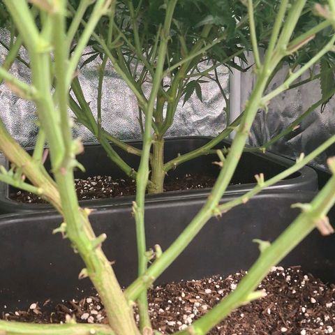 OG Kush (Stecklinge) growlog timeline photo