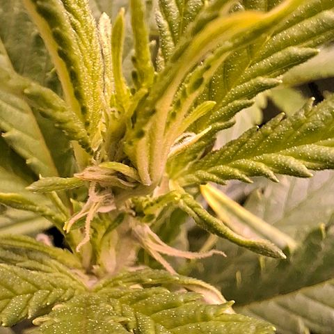 OG Kush (Stecklinge) growlog timeline photo