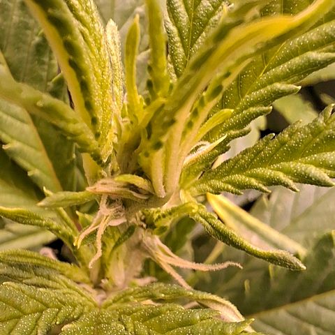 OG Kush (Stecklinge) growlog timeline photo