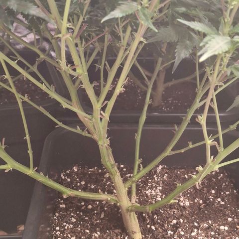 OG Kush (Stecklinge) growlog timeline photo