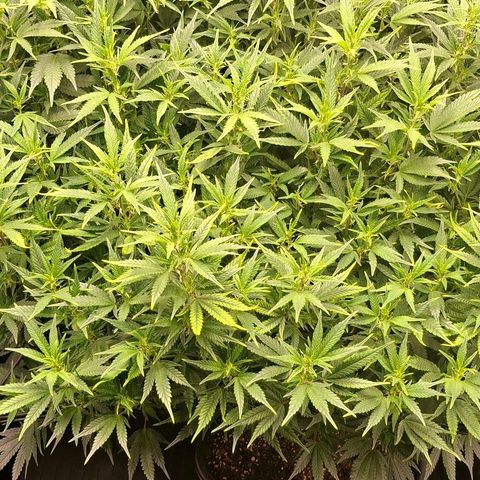 OG Kush (Stecklinge) growlog timeline photo