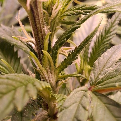 OG Kush (Stecklinge) growlog timeline photo