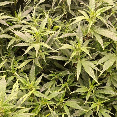 OG Kush (Stecklinge) growlog timeline photo