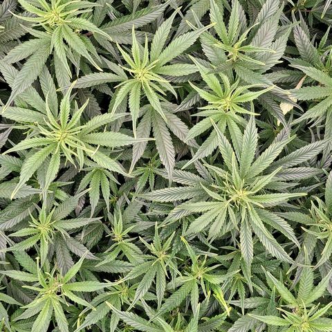 OG Kush (Stecklinge) growlog timeline photo