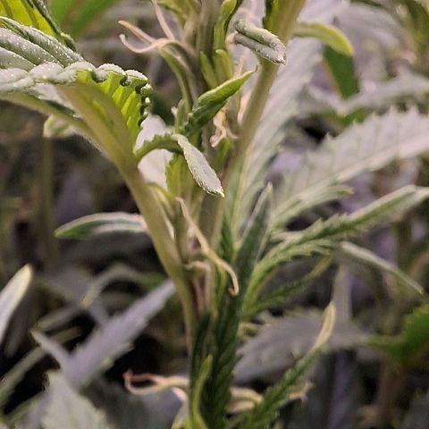 OG Kush (Stecklinge) growlog timeline photo