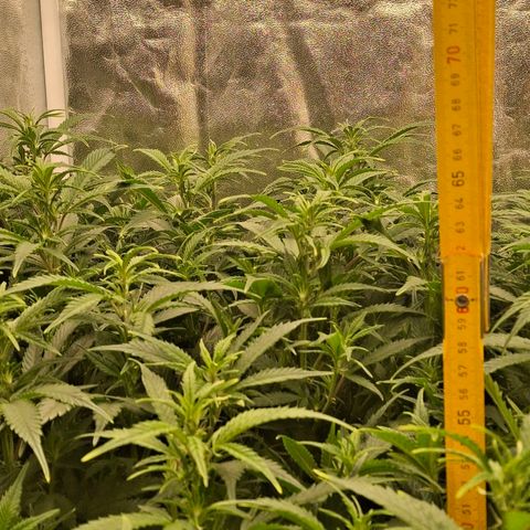 OG Kush (Stecklinge) growlog timeline photo