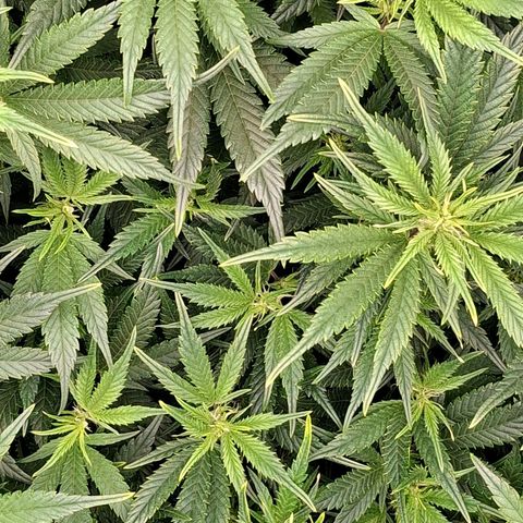 OG Kush (Stecklinge) growlog timeline photo
