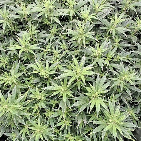 OG Kush (Stecklinge) growlog timeline photo