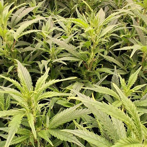 OG Kush (Stecklinge) growlog timeline photo