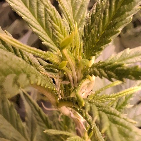 OG Kush (Stecklinge) growlog timeline photo