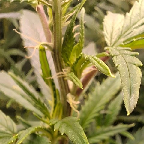 OG Kush (Stecklinge) growlog timeline photo