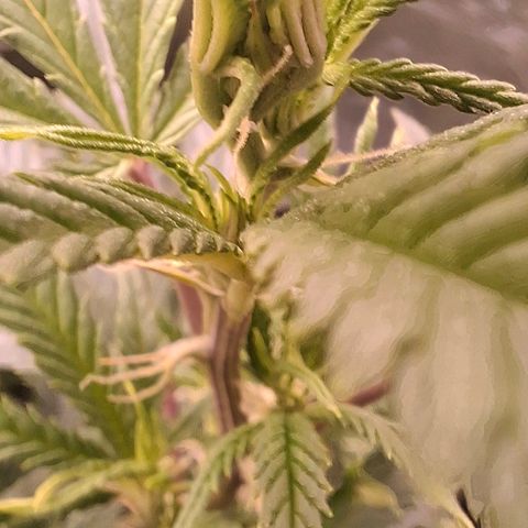 OG Kush (Stecklinge) growlog timeline photo