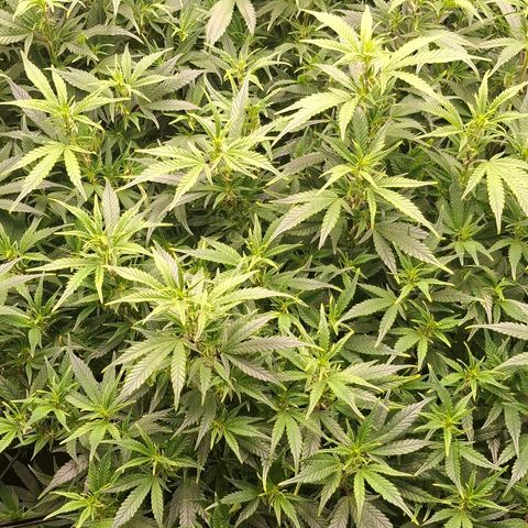 OG Kush (Stecklinge) growlog timeline photo