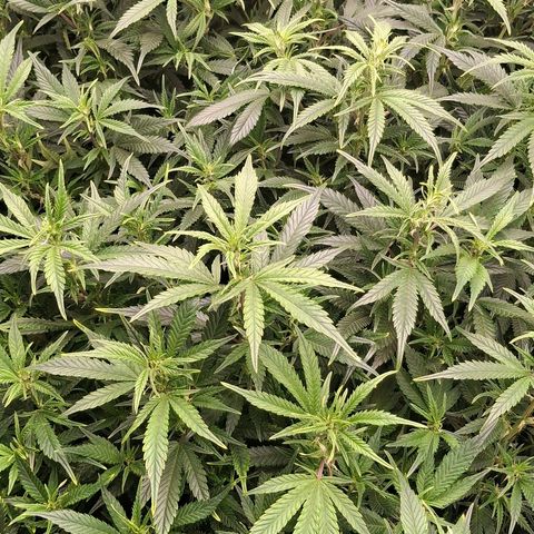 OG Kush (Stecklinge) growlog timeline photo