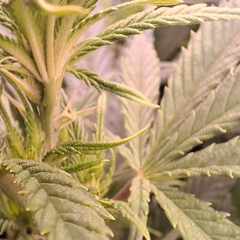 OG Kush (Stecklinge) growlog timeline photo