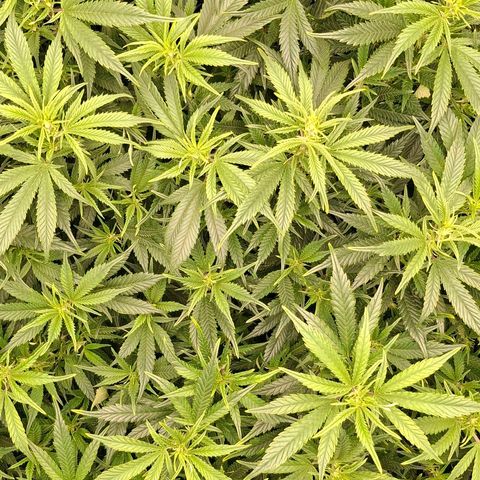 OG Kush (Stecklinge) growlog timeline photo