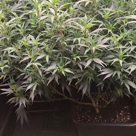 OG Kush (Stecklinge) growlog timeline photo