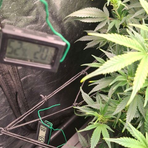 OG Kush (Stecklinge) growlog timeline photo