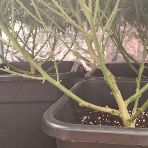 OG Kush (Stecklinge) growlog timeline photo