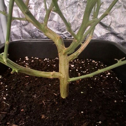 OG Kush (Stecklinge) growlog timeline photo
