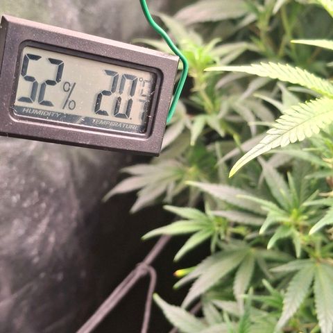 OG Kush (Stecklinge) growlog timeline photo