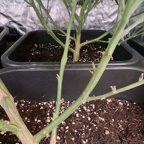 OG Kush (Stecklinge) growlog timeline photo